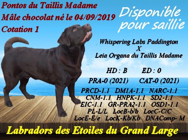 Disponible pour saillie