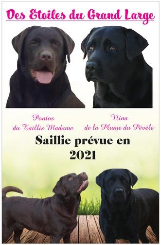 Saillie prévue en 2021