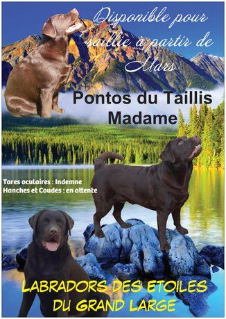 Disponible pour saillie